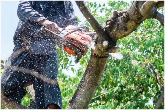 tree services Napavine